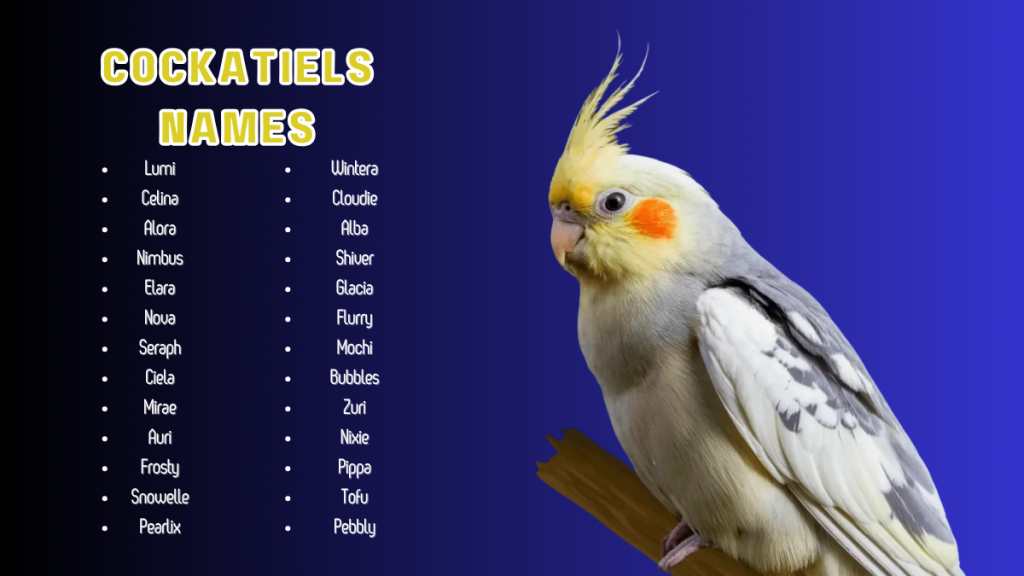 1400+ Unique, funny, best & cool Cockatiel Names 2025