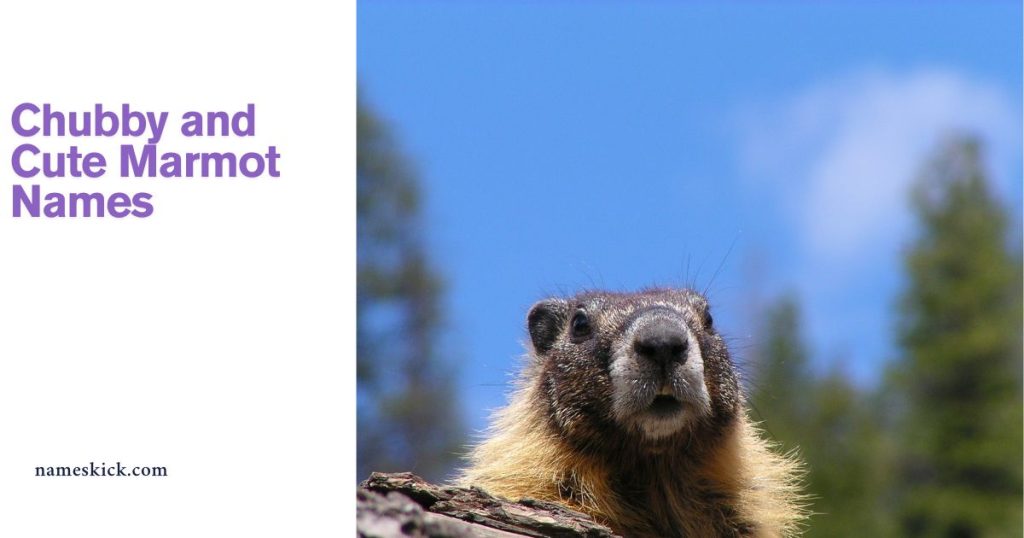 Chubby and Cute Marmot Names