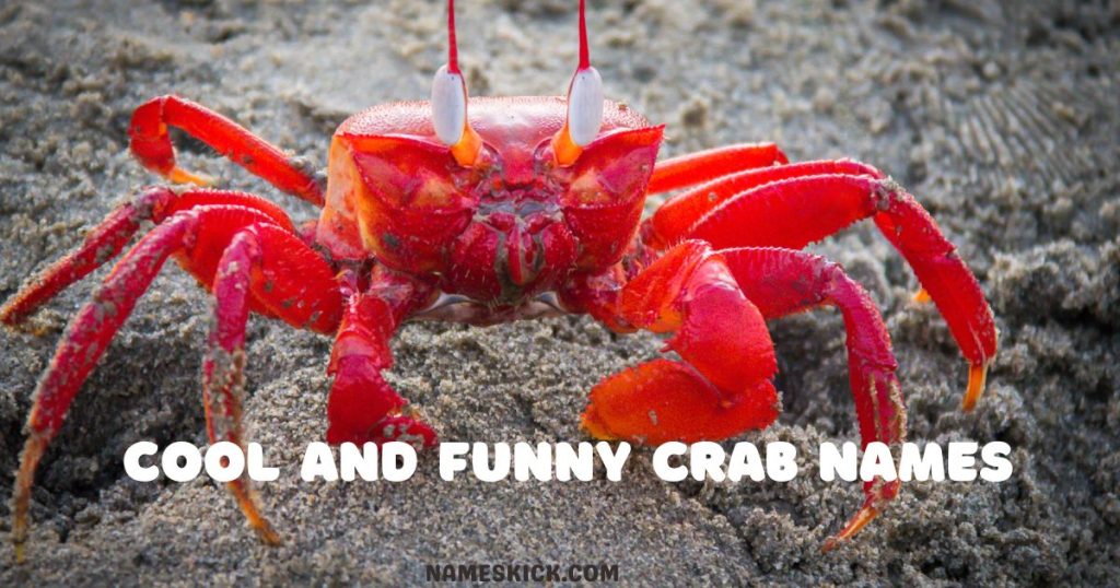 Cool and Funny Crab Names