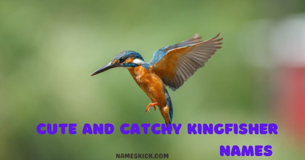 Cute and Catchy Kingfisher Names 