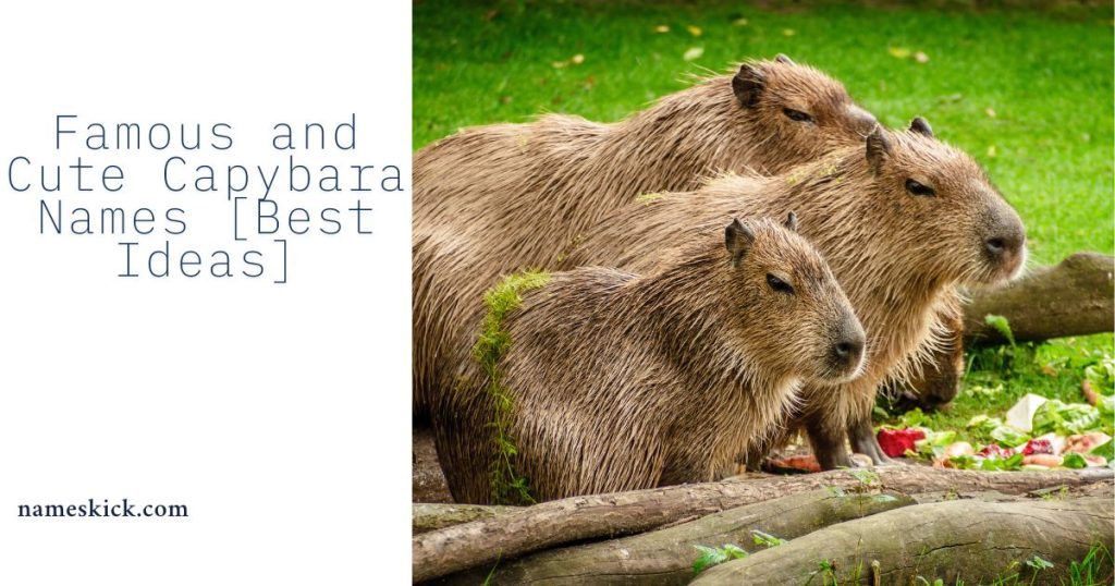Famous and Cute Capybara Names [Best Ideas]