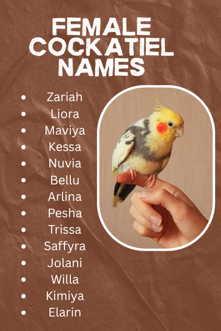 Female Cockatiel Names