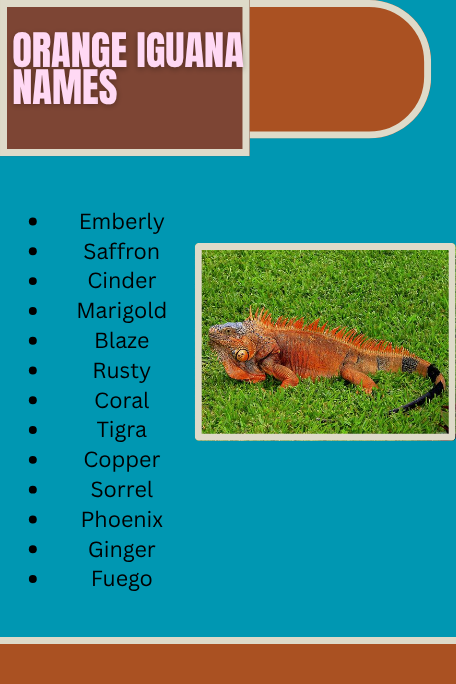 Orange Iguana Names