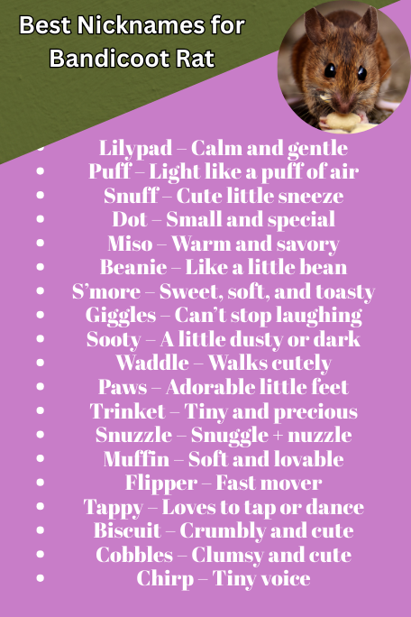 Best Nicknames for Bandicoot Rat