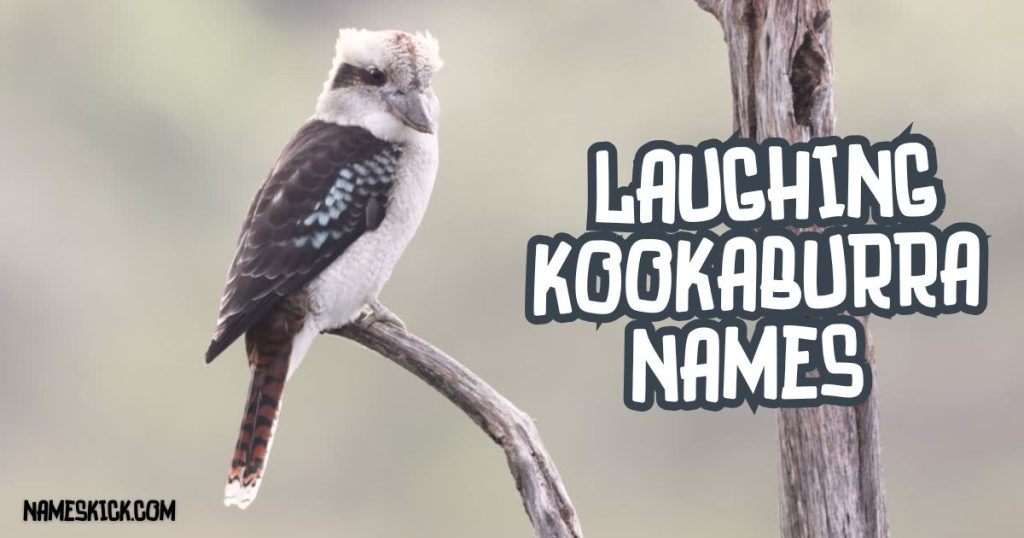 Laughing Kookaburra Names
