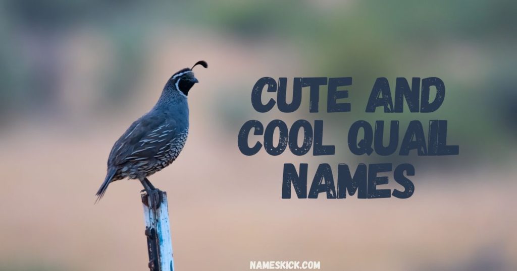 Cute and Cool Quail Names