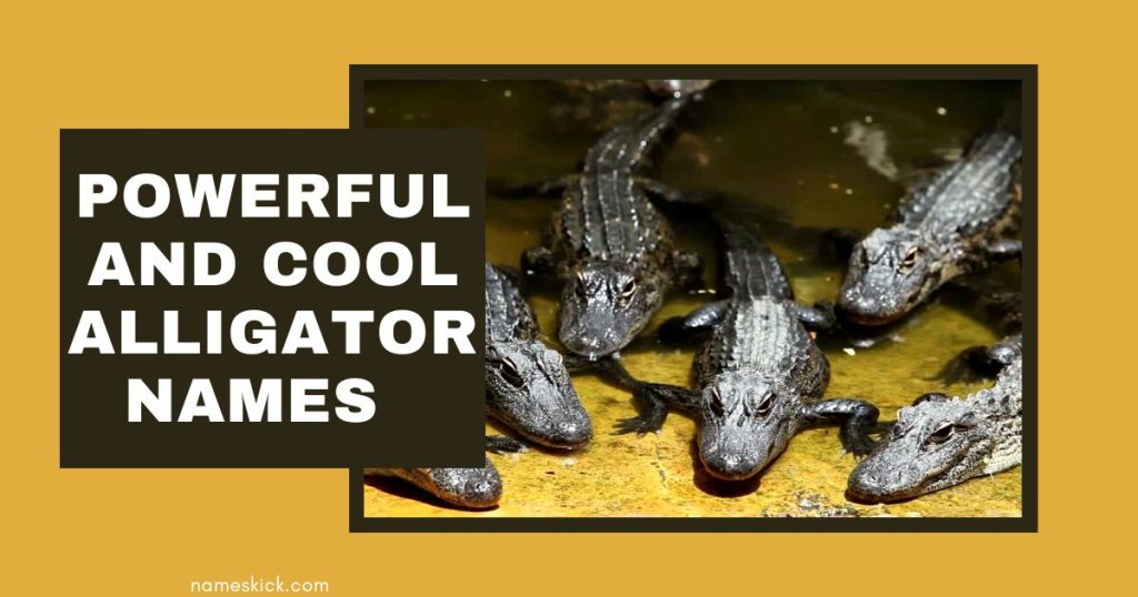 Powerful and Cool Alligator Names with Meanings