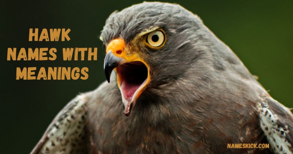 Hawk Names with Meanings
