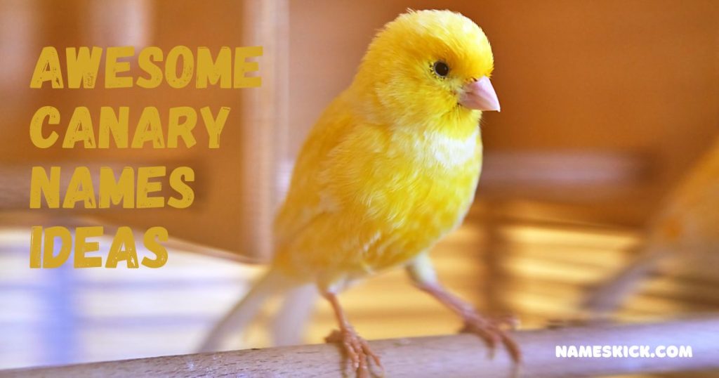 Awesome Canary Names Ideas