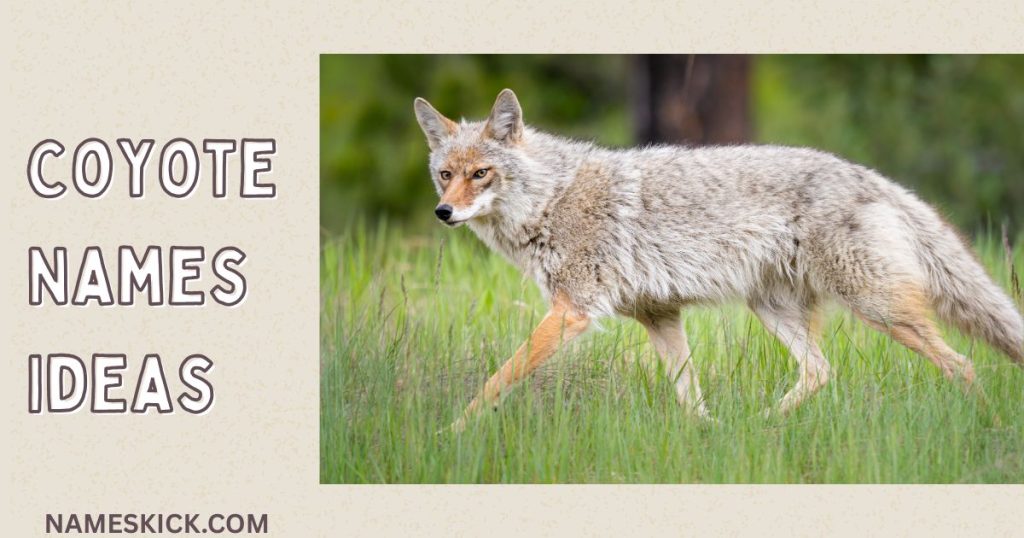 Catchy and Famous Coyote Names Ideas
