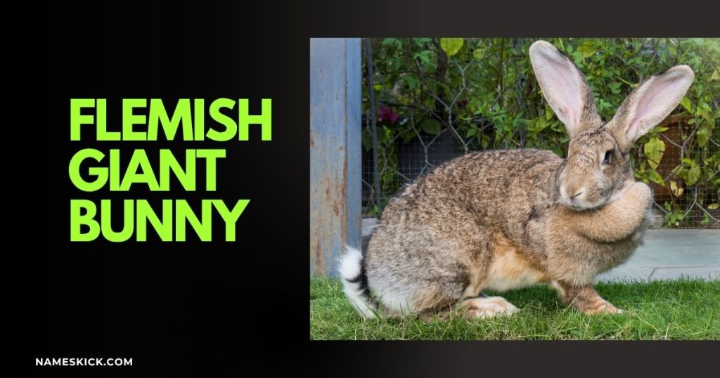 Cutest Flemish Giant Names