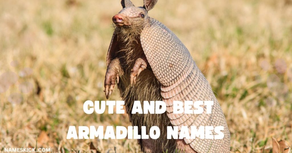 Cute and Best Armadillo Names
