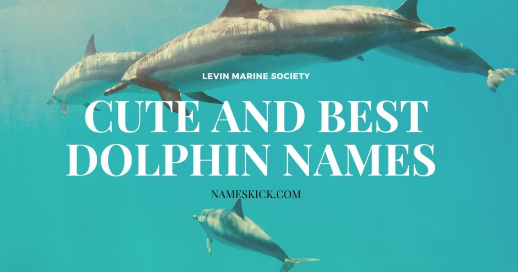 Cute and Best Dolphin Names