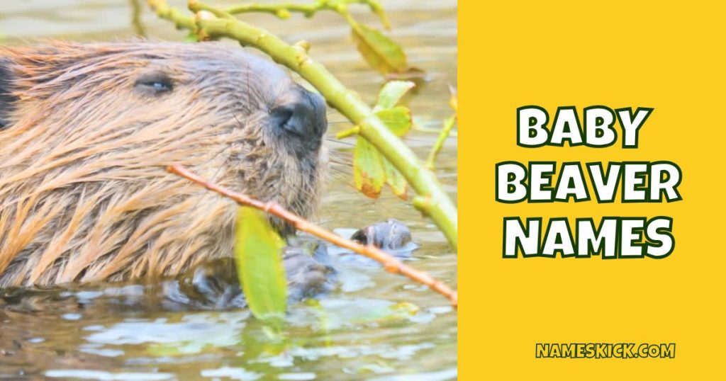 Baby Beaver Names