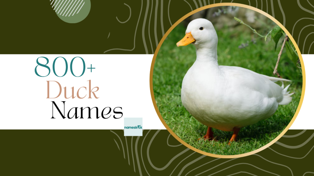 800+ Unique Duck Names to Perfe+Ctly Name Your Feathered Friend 2025