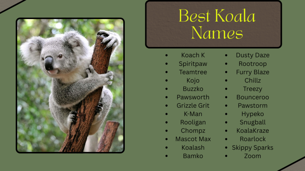 1000+ Best Koala Names That Are Cute, Unique, and Fun to Use 2025