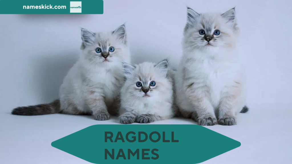 1000+ Cute and Creative Ragdoll Names for Your Cat 2025