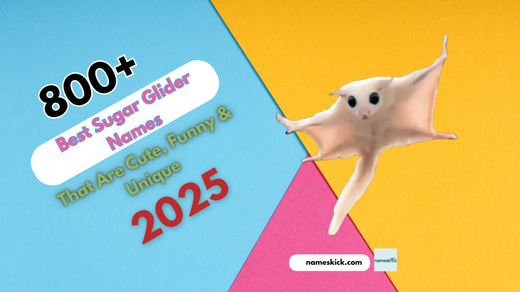 800+ Best Sugar Glider Names That Are Cute, Funny & Unique 2025