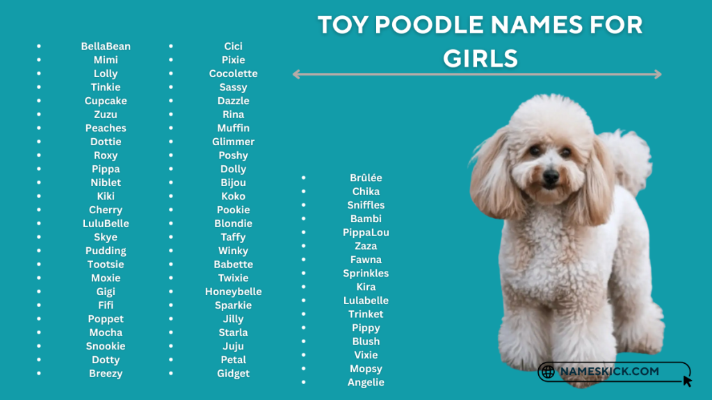 Toy Poodle Names for Girls