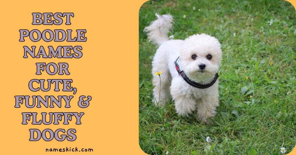 Best Poodle Names for Cute, Funny & fluffy Dogs