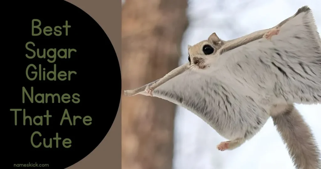 Best Sugar Glider Names That Are Cute, Funny & Unique