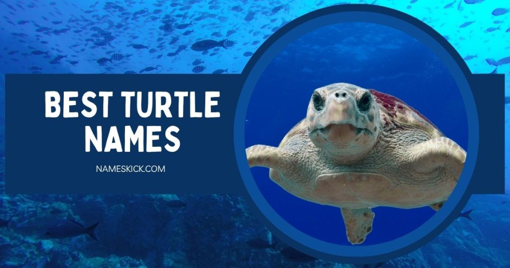 Best Turtle Names [Meaningful Ideas]