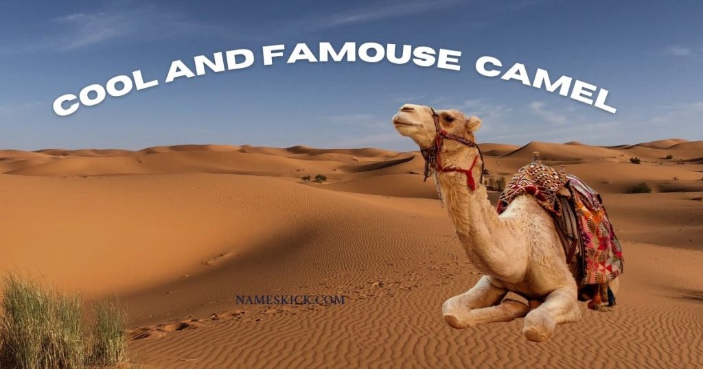 Cool and Famous Camel Names [Top Ideas]