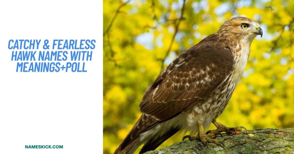 Catchy & Fearless Hawk Names with Meanings