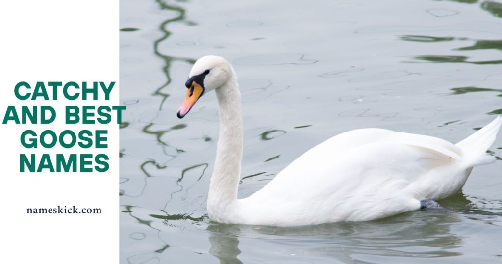 Catchy and Best Goose Names with Unique Meanings
