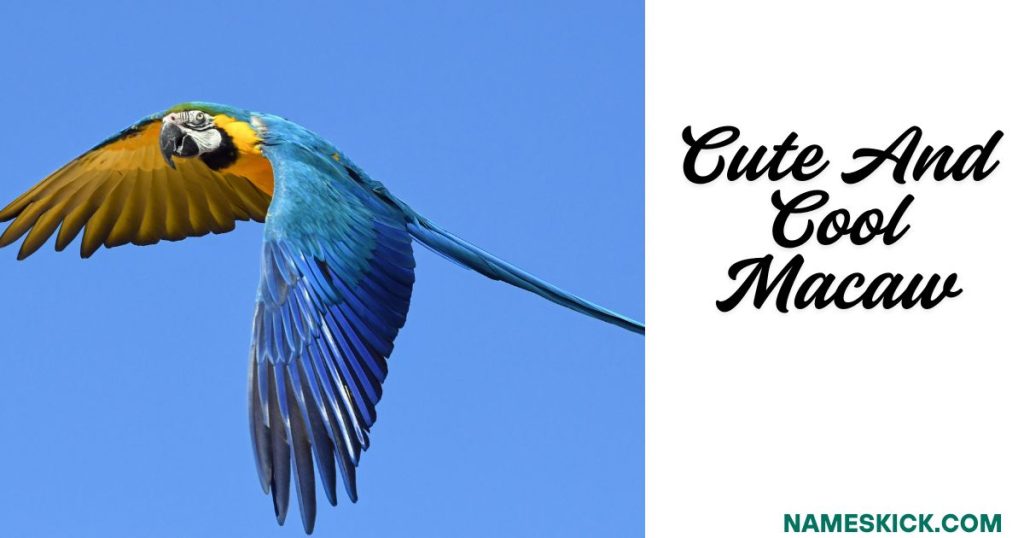 Cute and Cool Macaw Names with Meanings