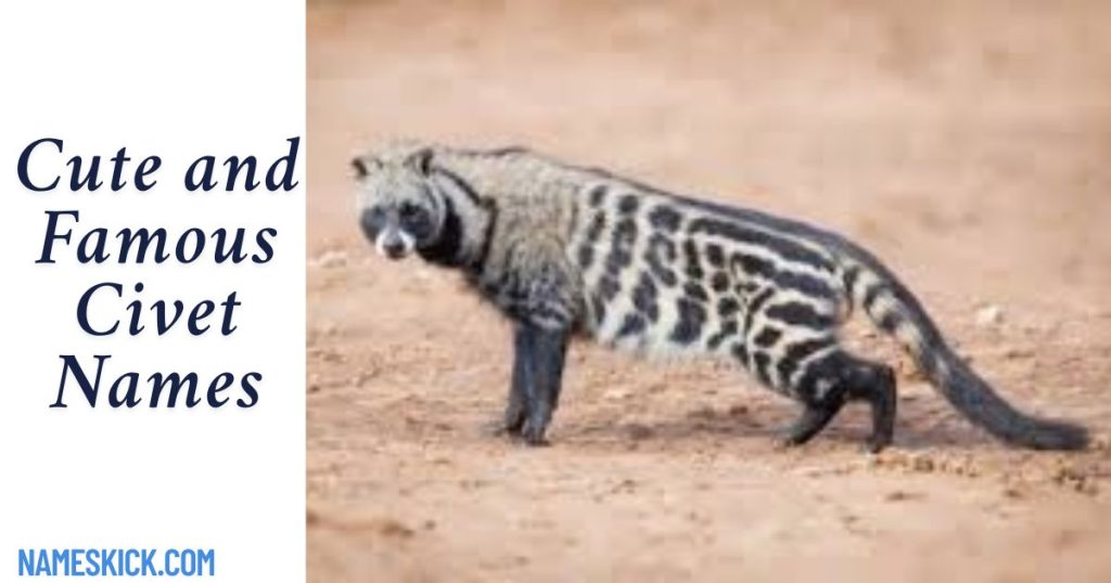 Cute and Famous Civet Names [Meaningful Ideas]