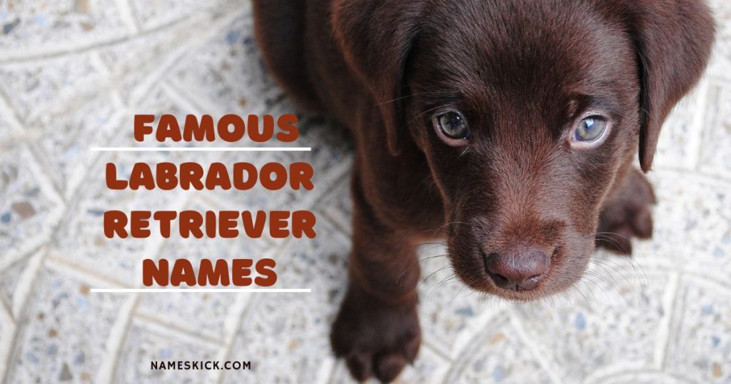 Famous Labrador Retriever Names [Meanings & Poll]