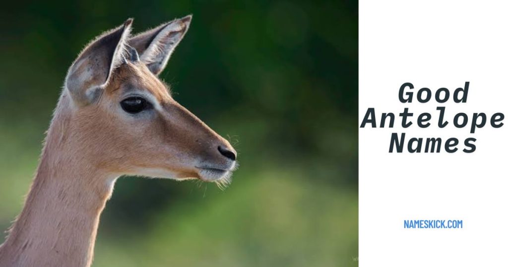 Good Antelope Names with Meanings