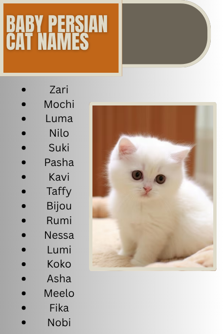 Baby Persian Cat Names