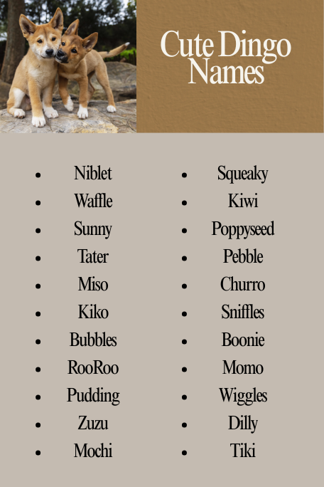 Cute Dingo Names