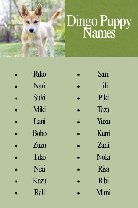 Dingo Puppy Names