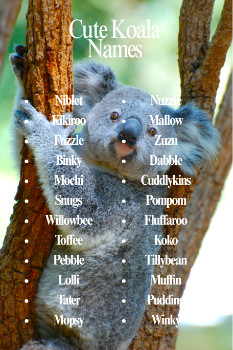 Cute Koala Names