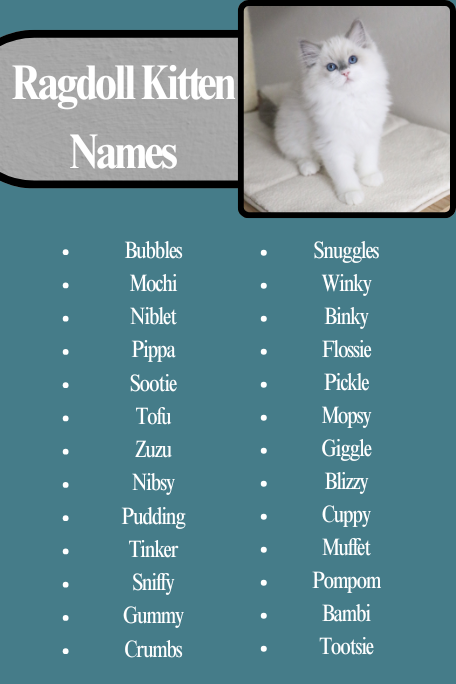 Ragdoll Kitten Names