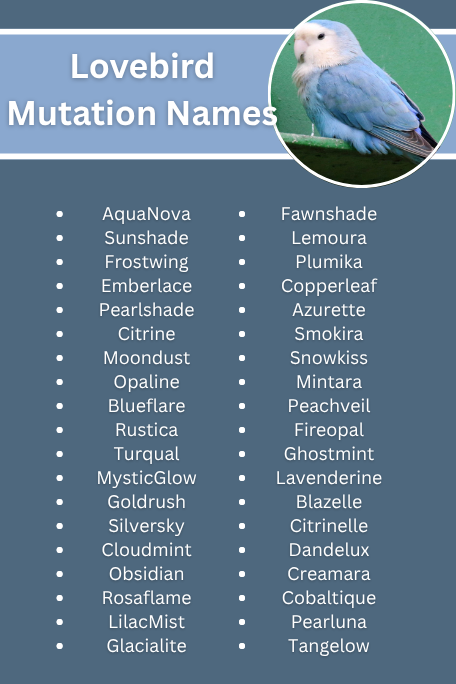 Lovebird Mutation Names