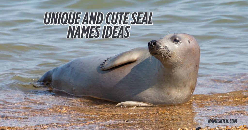 Unique and Cute Seal Names Ideas