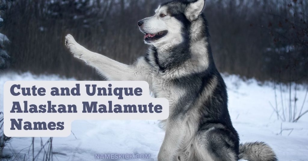 Cute and Unique Alaskan Malamute Names