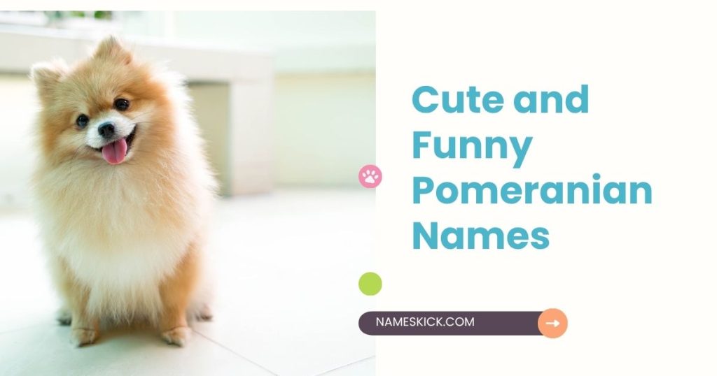 Cute and Funny Pomeranian Names