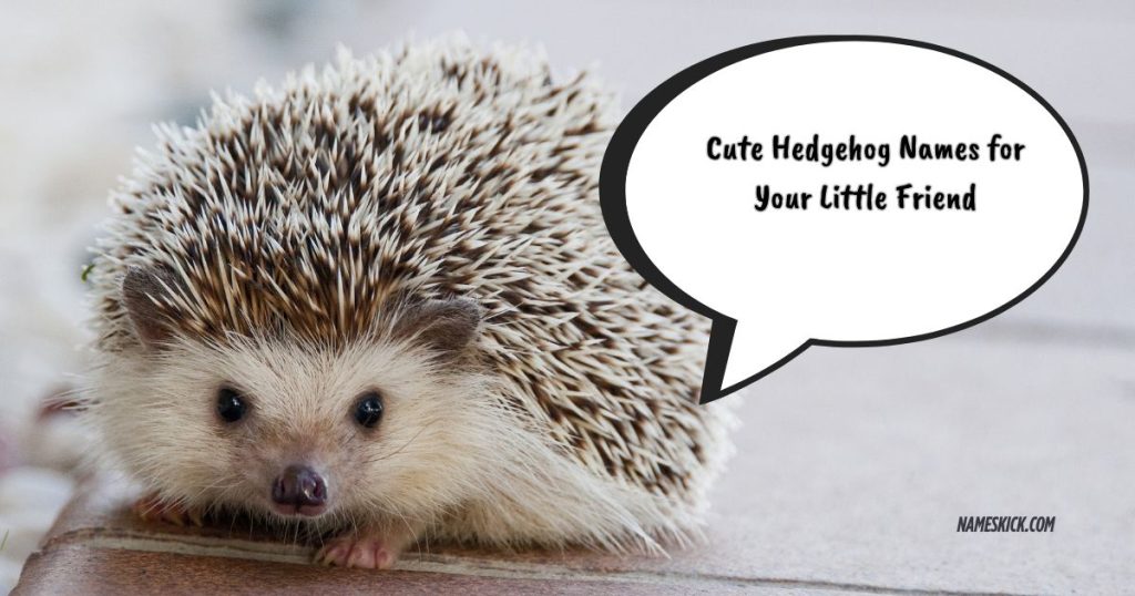 Cute Hedgehog Names for Your Little Friend