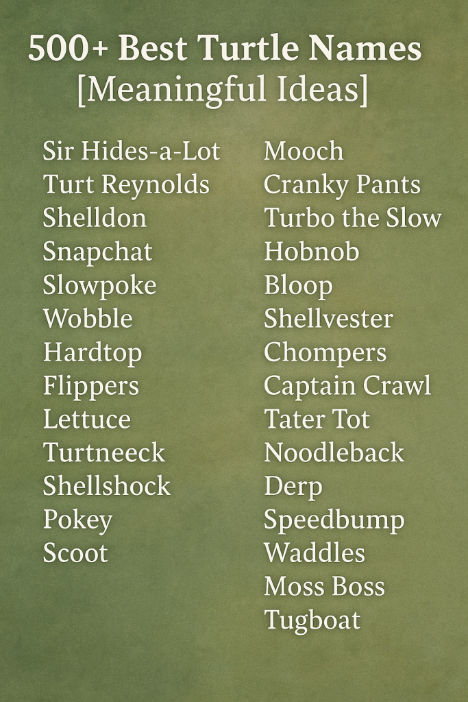 500+ Best Turtle Names [Meaningful Ideas]