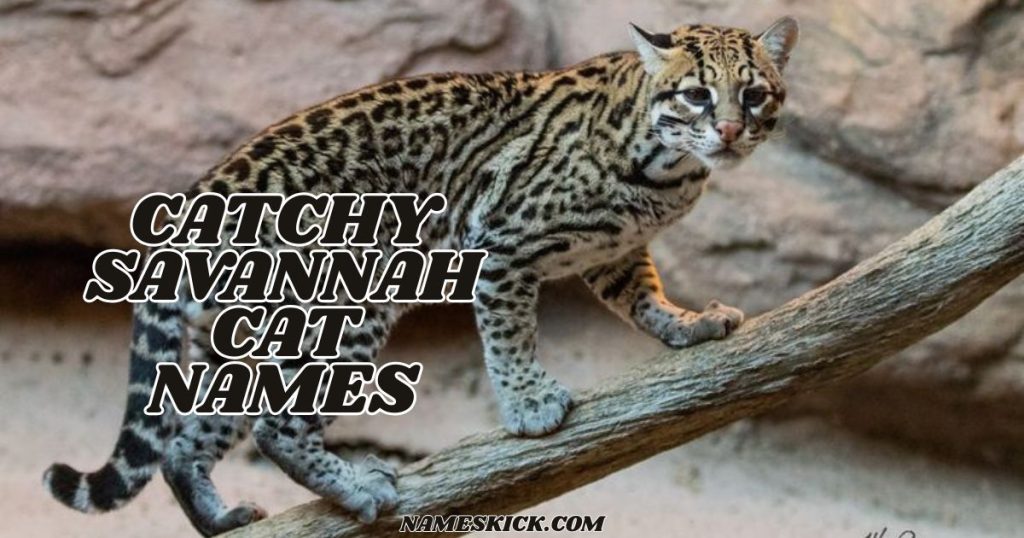 Catchy Savannah Cat Names with Meanings