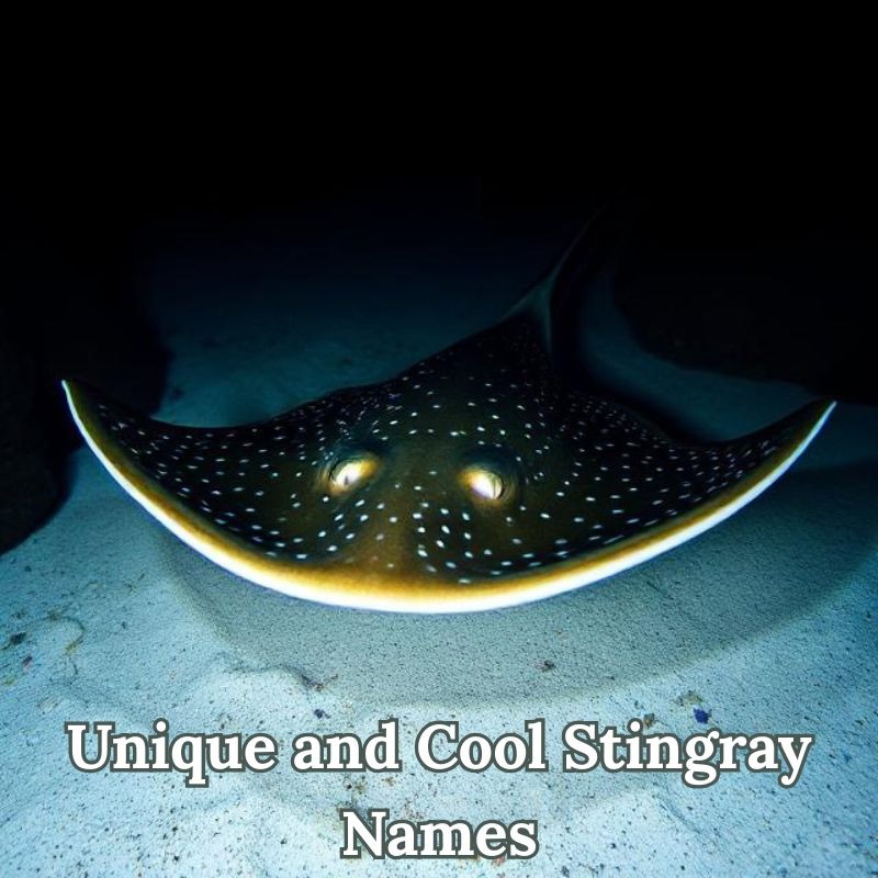 Unique and Cool Stingray Names