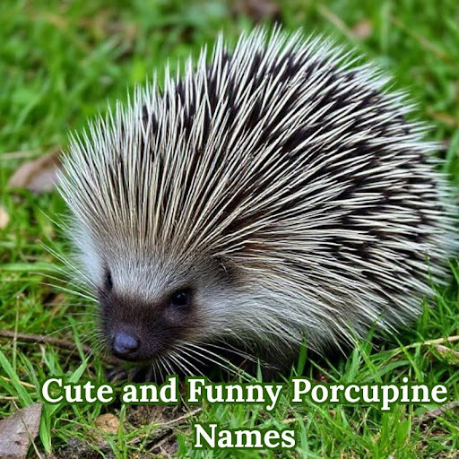 Cute and Funny Porcupine Names