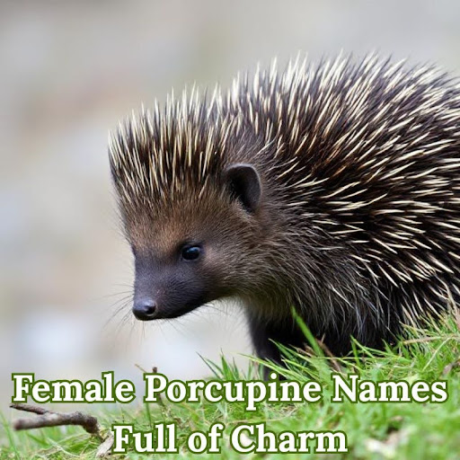 Female Porcupine Names Full of Charm