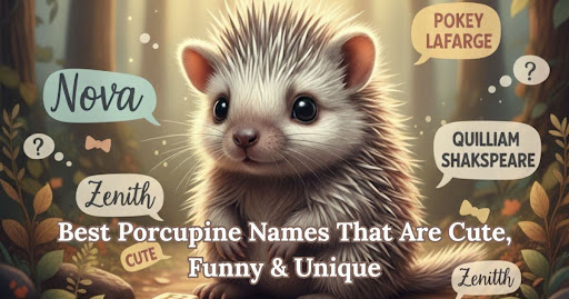400+ Best Porcupine Names That Are Cute, Funny & Unique Porcupine Names