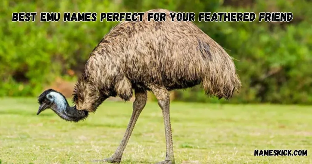900+ Best Emu Names Perfect for Your Feathered Friend Best Emu Names Perfect for Your Feathered Friend